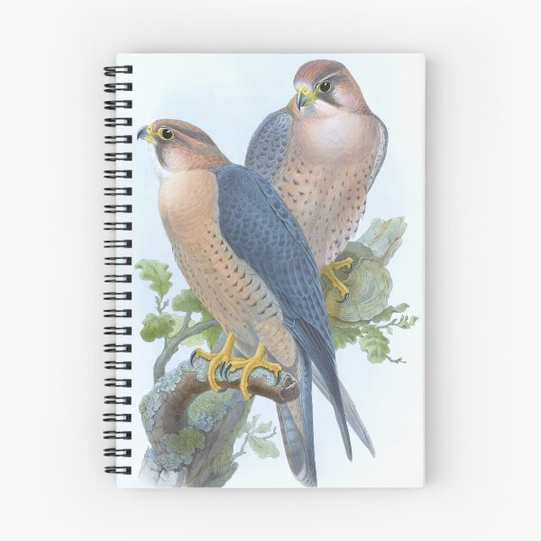 Item preview, Barbary Falcon, 1800s Vintage Bird Art by Joseph Wolf and H. C. Richter designed and sold by VintageRestored.