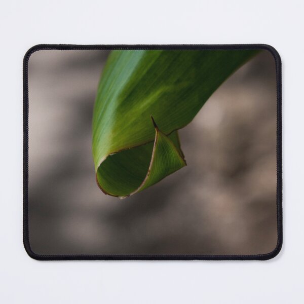 Item preview, Leaf Swirl designed and sold by cobysugarsphoto.