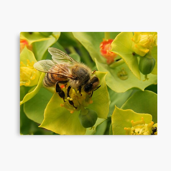 Mr Bee Canvas Print