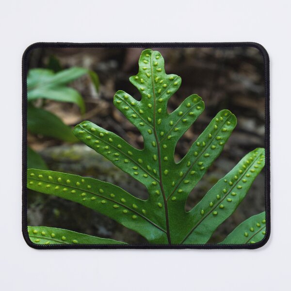 Item preview, Indented Leaf designed and sold by cobysugarsphoto.