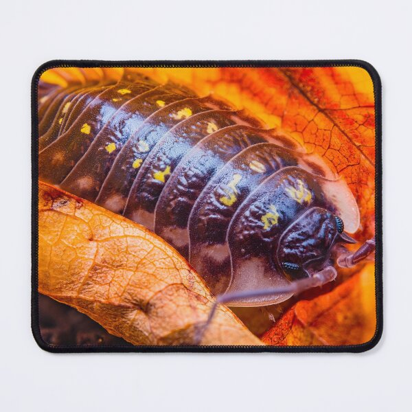 Item preview, Armadillo Bug, Pill Bug - Armadillidiidae designed and sold by AronsTinySafari.