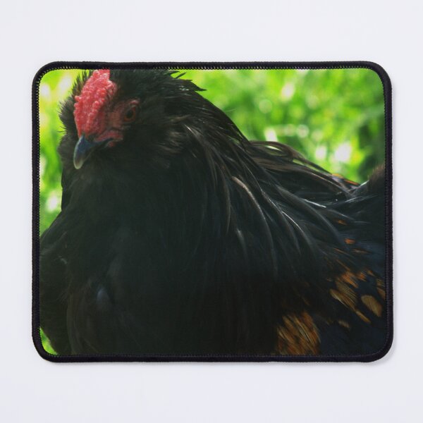 Item preview, black chicken designed and sold by Francespoppy.