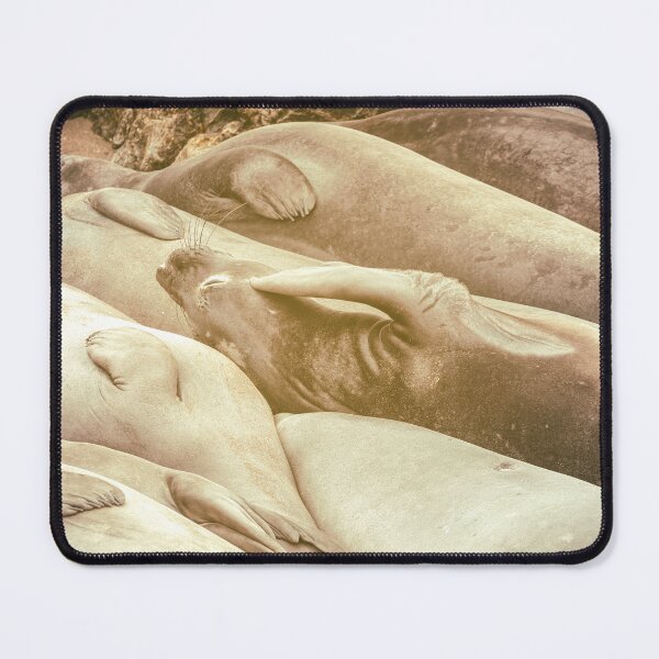 Item preview, Sleeping Seals designed and sold by jvnimages.