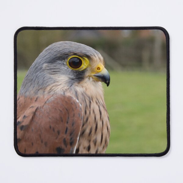 Item preview, A Small Kestrel designed and sold by thelemmingface.