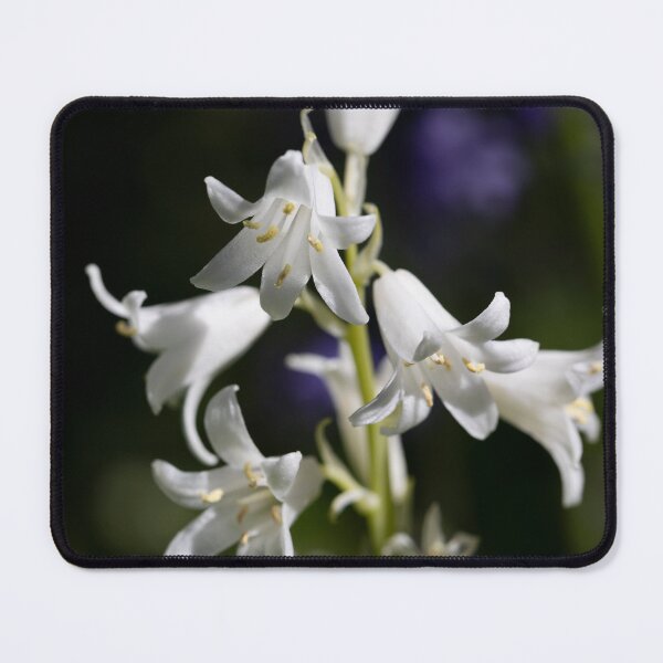 Item preview, hyacinthoides hispanica designed and sold by codaimages.
