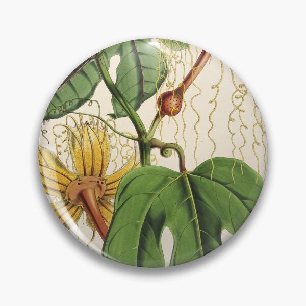 Item preview, Vintage Flowering Vine Illustration H. heteroclita designed and sold by WeFLVintage.