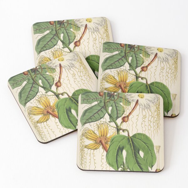 Item preview, Vintage Flowering Vine Illustration H. heteroclita designed and sold by WeFLVintage.