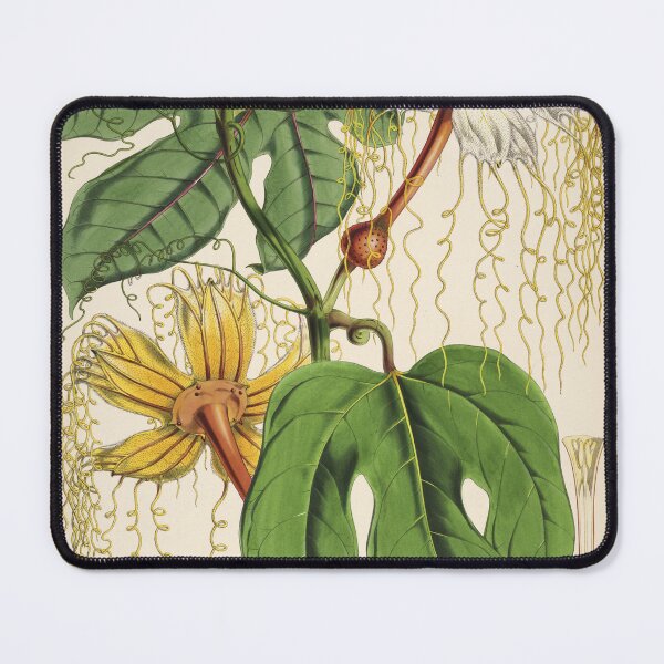 Item preview, Vintage Flowering Vine Illustration H. heteroclita designed and sold by WeFLVintage.