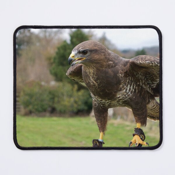 Item preview, Lovely Hawk on a Falconer's Hand designed and sold by thelemmingface.