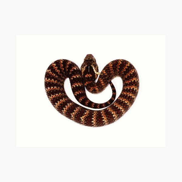 Common Death Adder (Acanthophis antarcticus) Art Print