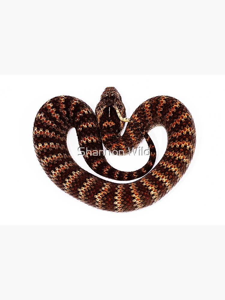 Common Death Adder (Acanthophis antarcticus) by ShannonPlummer