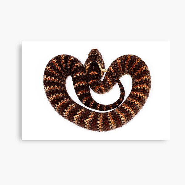 Common Death Adder (Acanthophis antarcticus) Canvas Print