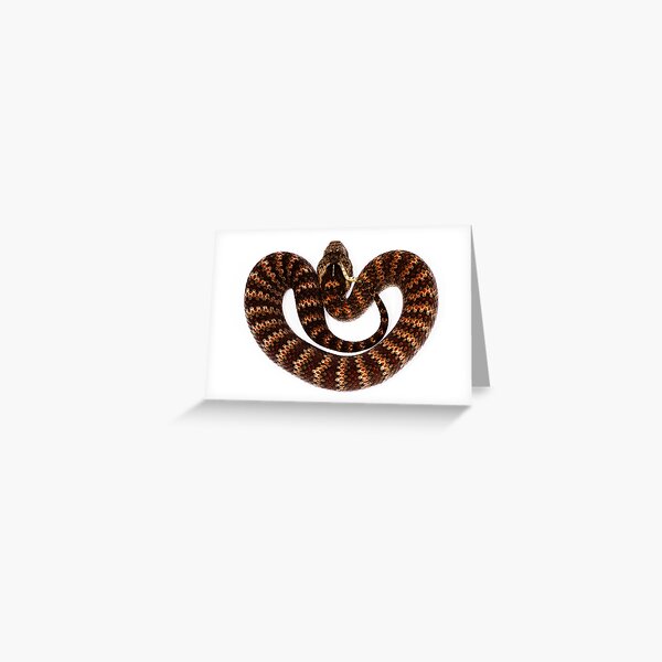 Common Death Adder (Acanthophis antarcticus) Greeting Card
