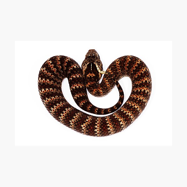 Common Death Adder (Acanthophis antarcticus) Photographic Print