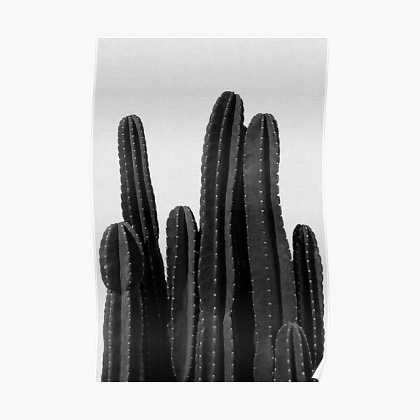 Cactus III Poster