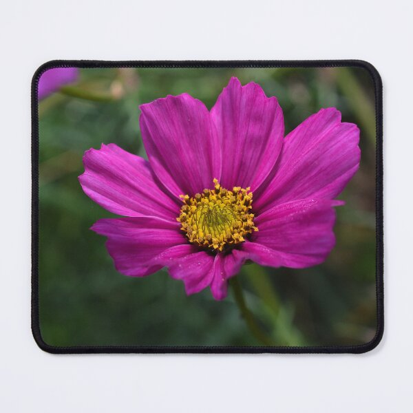 Item preview, Fall Cosmos designed and sold by Derek Steckert.