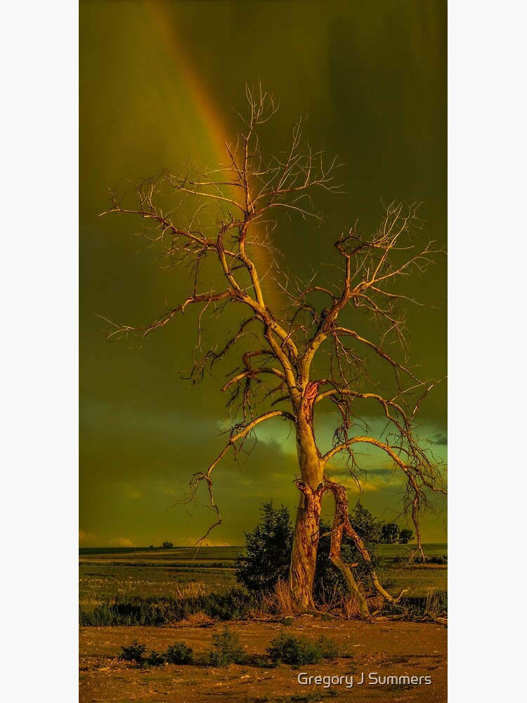 Rainbow Tree by nikongreg
