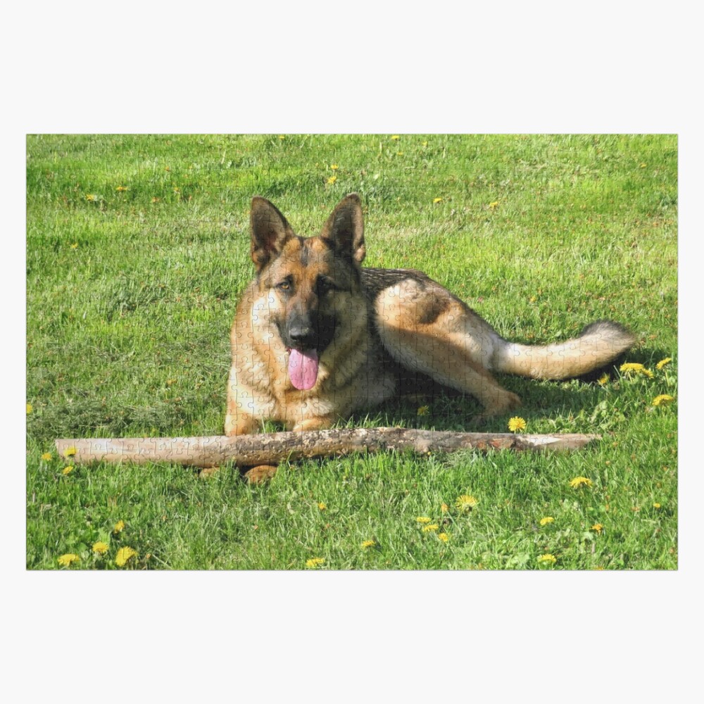 1000 Piece Jigsaw Puzzles for Adults - German Shepherd Dog