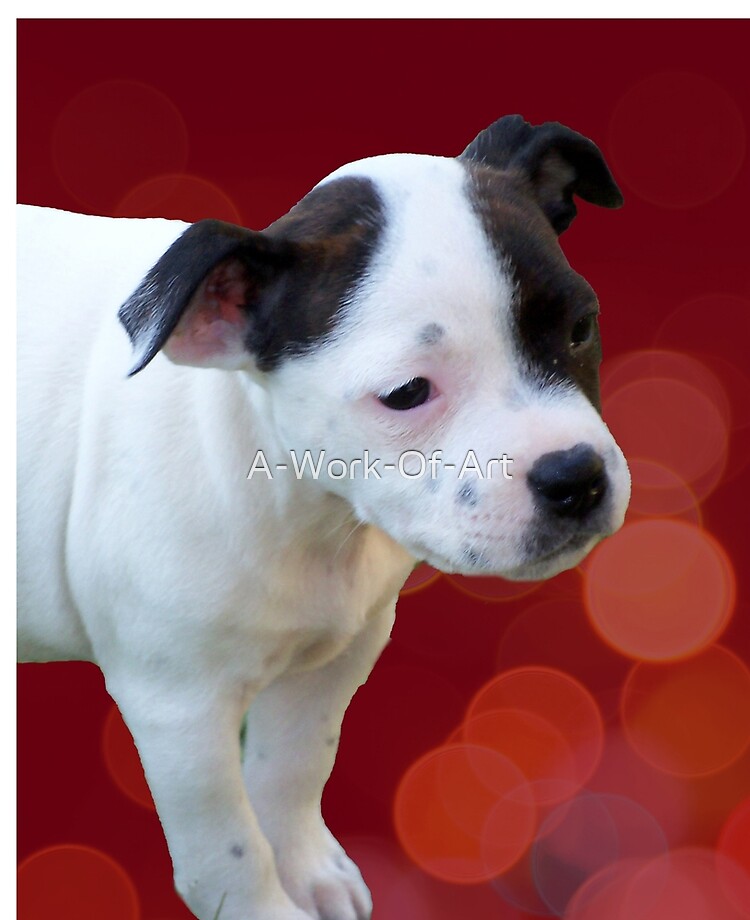 Black And White Puppy Staffordshire 