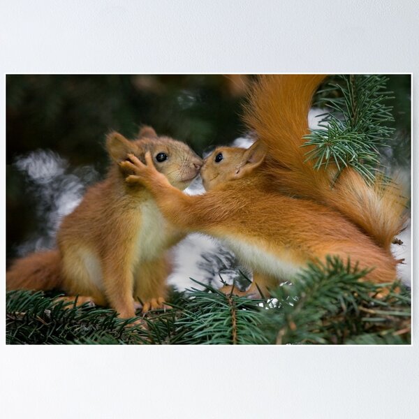 Item preview, Baby Squirrel Kiss designed and sold by Sergey Bezberdy.