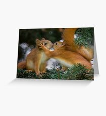 Baby-Eichhörnchen-Kuss Grußkarte