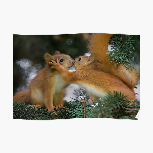 Baby Squirrel Kiss Poster
