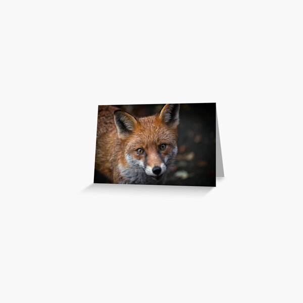 Cartes De Vœux Sur Le Theme Bebe Renard Redbubble