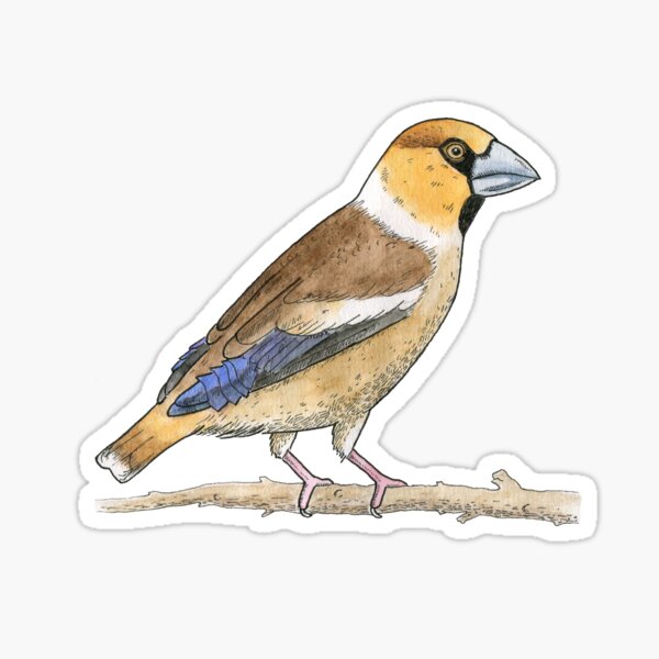 Item preview, Hawfinch designed and sold by srclark.