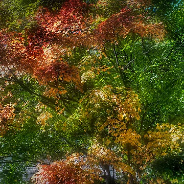 Artwork thumbnail, Fall Foliage.. by raberry