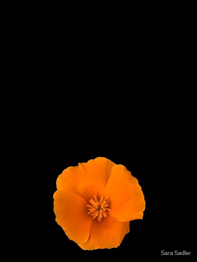 Golden Poppy Flower by sadler2121
