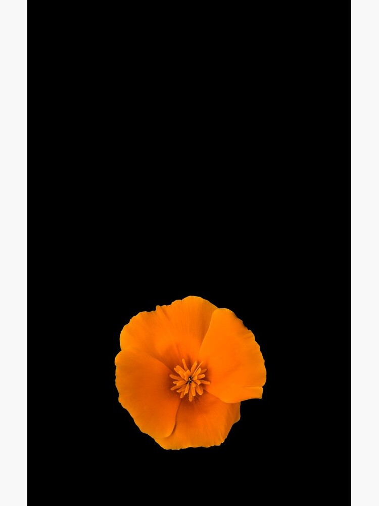 Golden Poppy Flower by sadler2121