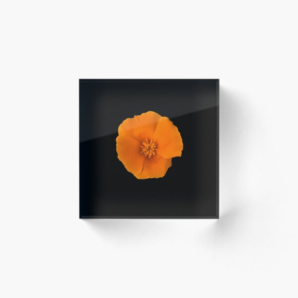 Golden Poppy Flower Acrylic Block