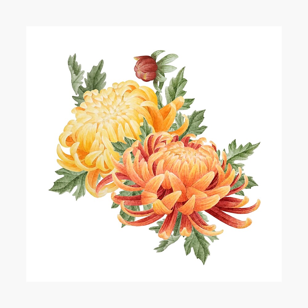 watercolour chrysanthemum