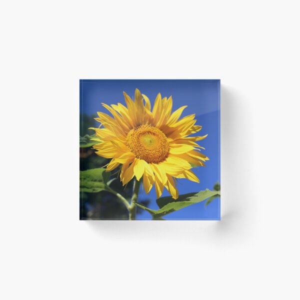 Item preview, Sunflower Delight designed and sold by KiwiImages.