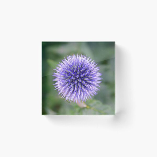 Item preview, Globe Thistle designed and sold by LisaWootenPhoto.