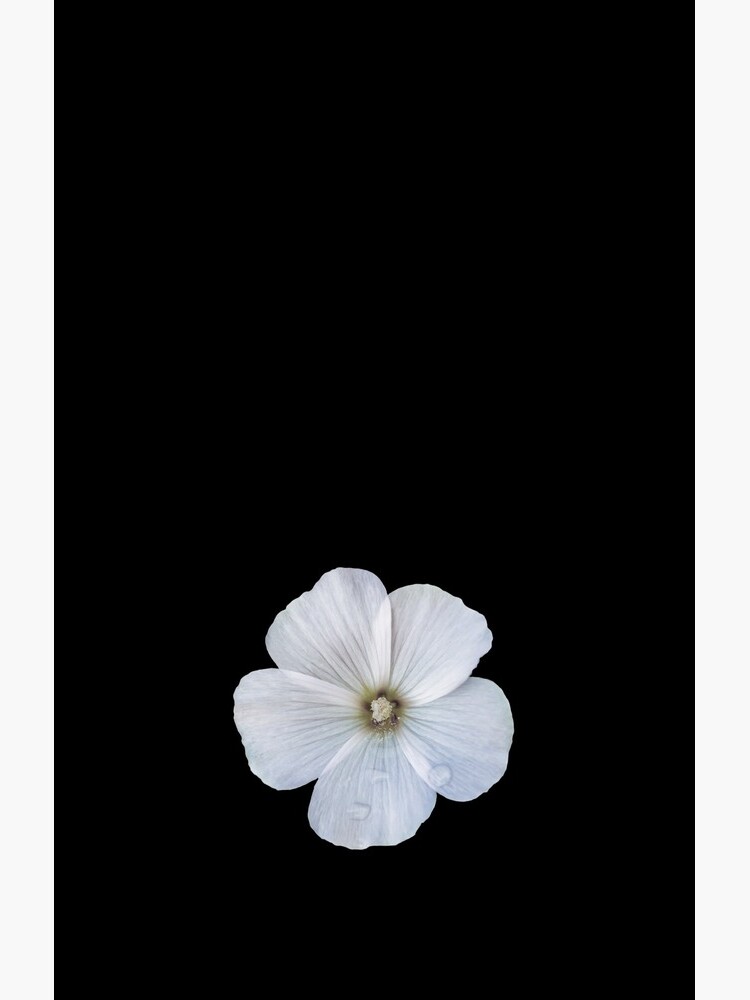 White hibiscus flower by sadler2121
