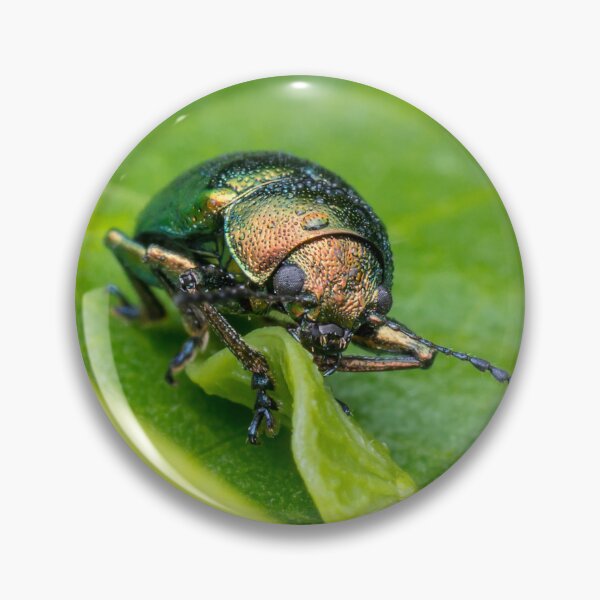 Item preview, A gorgeous metallic leaf beetle (Nodina sp) munching on a leaf designed and sold by AvonPerception.