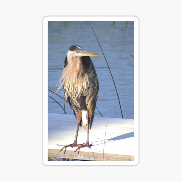 Kyle, the Great Blue Heron Sticker