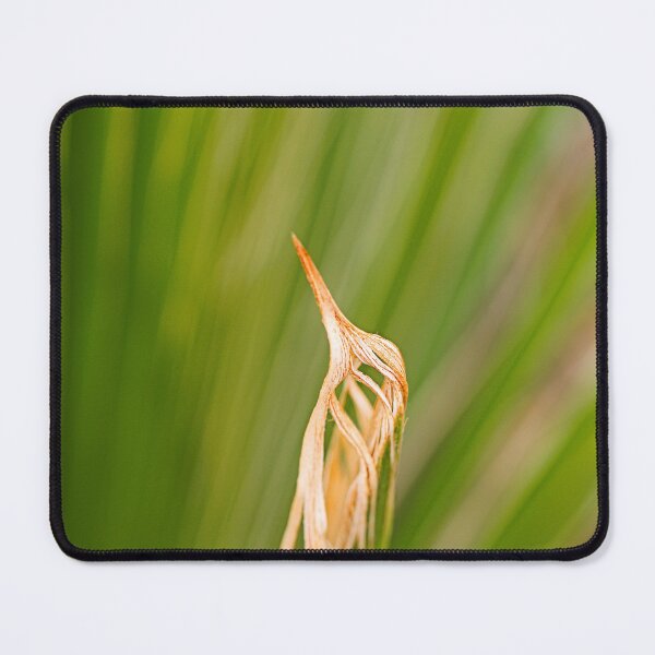 Item preview, New Leaf Of Fan Palm designed and sold by Joy Watson - Natural Light Photography .