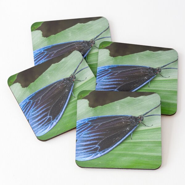 Item preview, A gorgeous Pompelon marginata with shiny blue wing tips! designed and sold by AvonPerception.