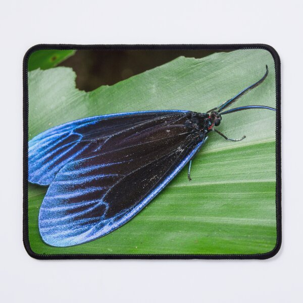 Item preview, A gorgeous Pompelon marginata with shiny blue wing tips! designed and sold by AvonPerception.