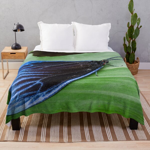 Item preview, ¡Una hermosa Pompelon marginata con puntas de alas azules brillantes! designed and sold by AvonPerception.