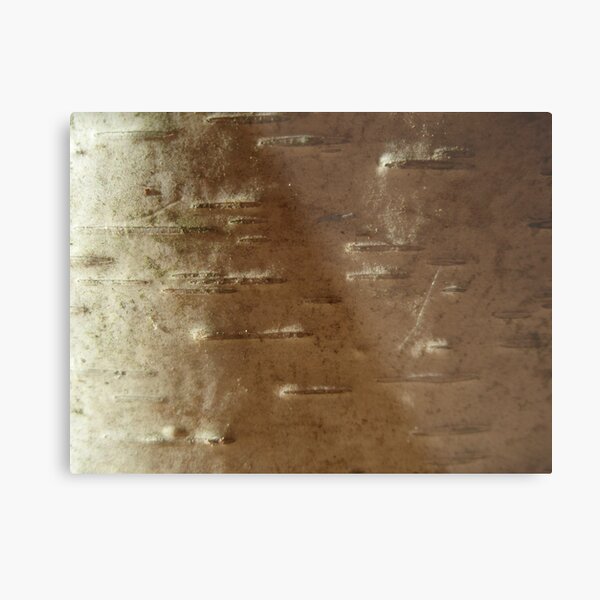 sunrise on woody snowscape Metal Print