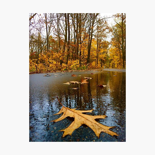 Item preview, Golden Oak Leaf on Wet Forest Road in Autumn designed and sold by Debbie Center.