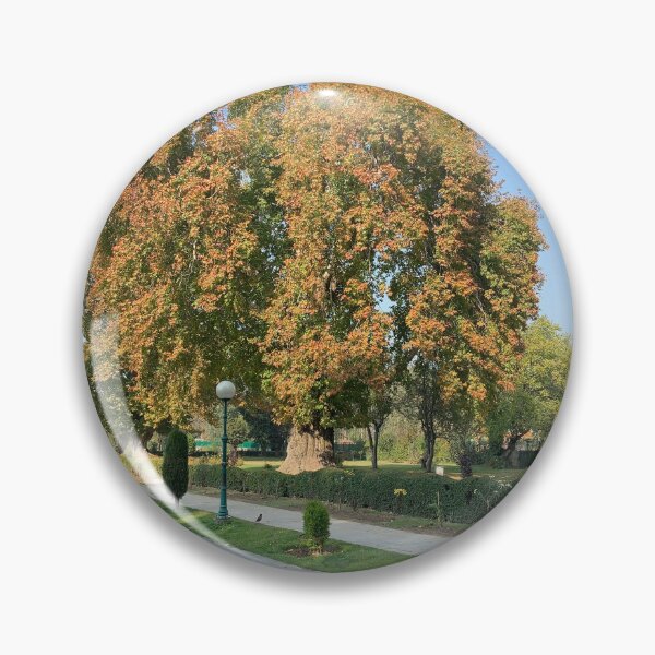 Artikelvorschau, Herbst ? Stimmung CHINAR entworfen und verkauft von MudasirAalam.