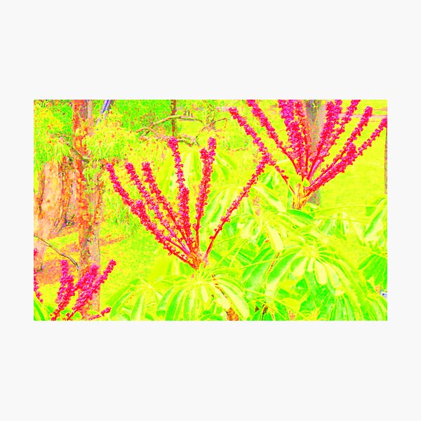 Momma nature 08 Photographic Print