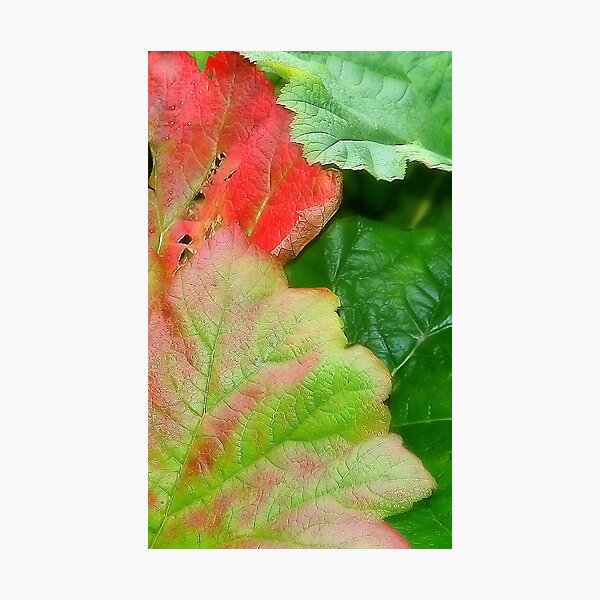Item preview, Leaves designed and sold by Ken Simm.