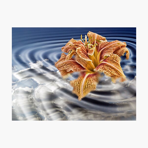 Liquid Flower IV Photographic Print