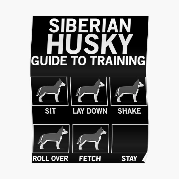 Siberian husky guide to training Poster