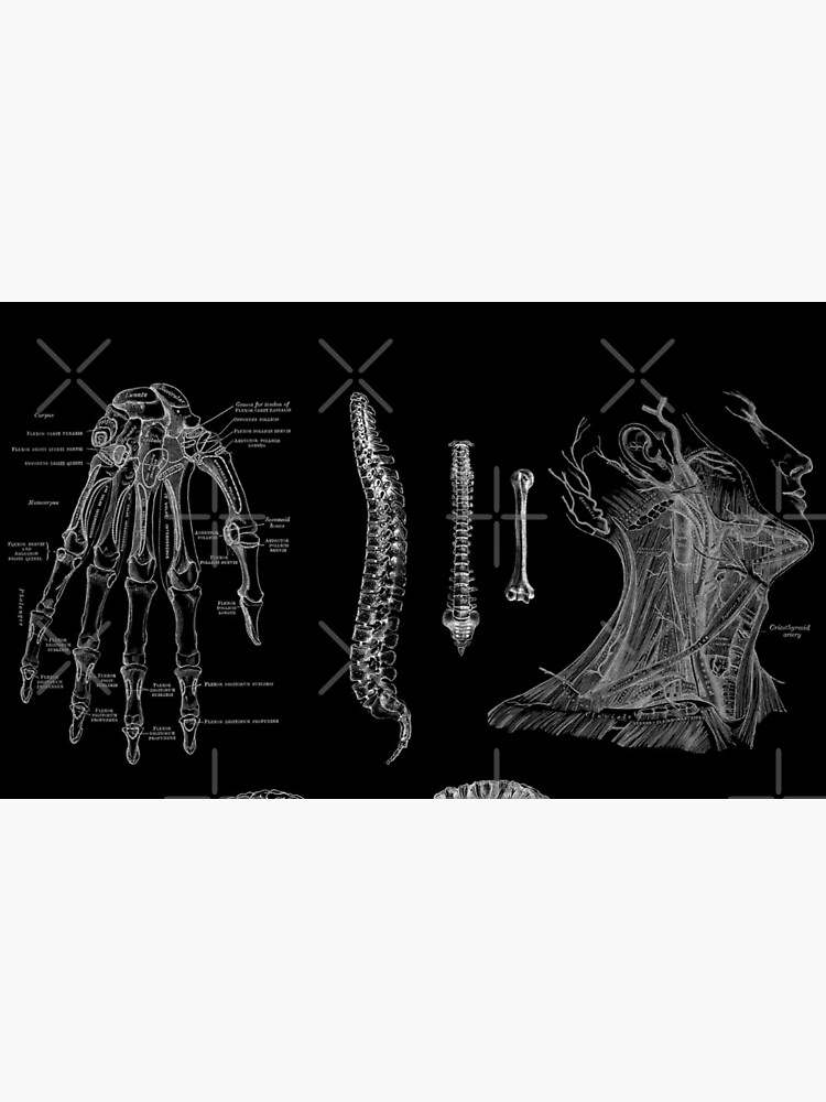 Vintage Anatomy Print by StilleSkygger